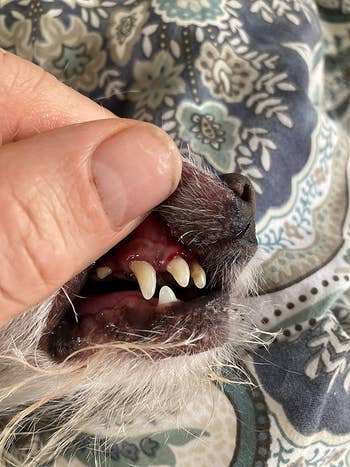reviewer after image of the same dog's teeth now clean of plaque