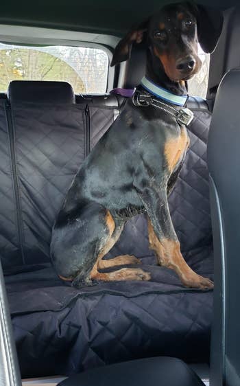a reviewer's large dog sitting on the cover in the back seat of a car 