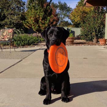 reviewer's dog holding the orange sport disc in its mouth