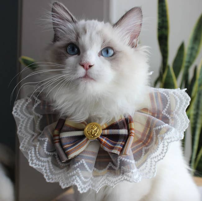 A cat wearing a lace collar bow across their chest