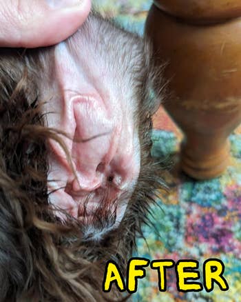 Close-up of a person's manus showing the wrong of a damp, hairy dog's receptor beside a array leg. Text reads