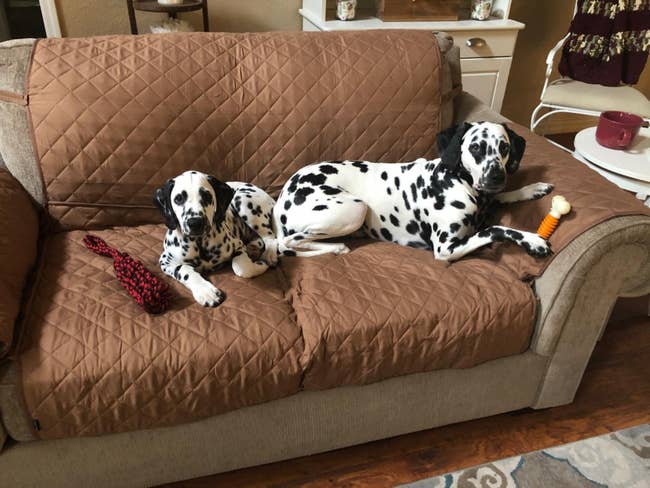 Dalmatians sit on a sofa with a brown sofa cover on