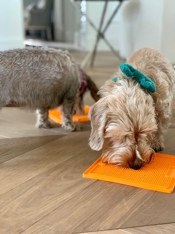 a different reviewer's dogs using two orange lick mats
