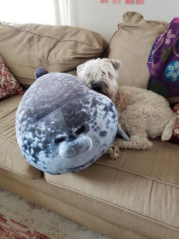 dog adjacent  to seal plush