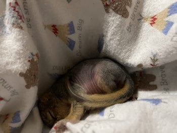 Reviewer image of baby squirrel sleeping in product