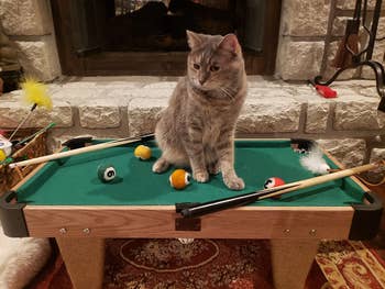 A cat sitting on a mini pool table with pool balls and cues scattered around