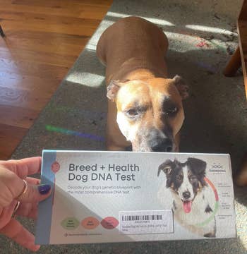 Dog with a Dog DNA Test kit