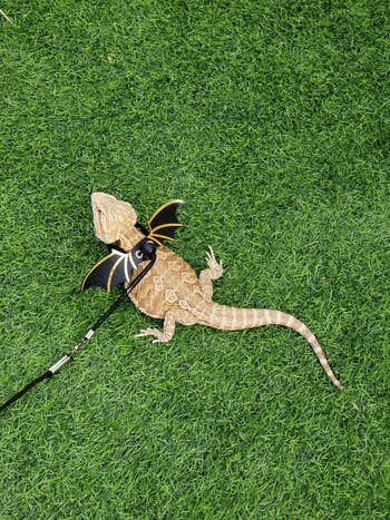 a reviewer photo of their bearded dragon wearing the leash on a lawn