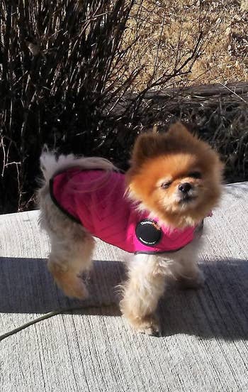 a little dog wearing the pink vest while on a walk
