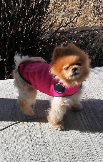 a little dog wearing the pink vest while on a walk