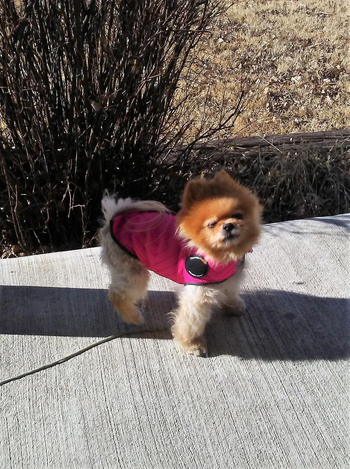 a little dog wearing the pink vest while on a walk