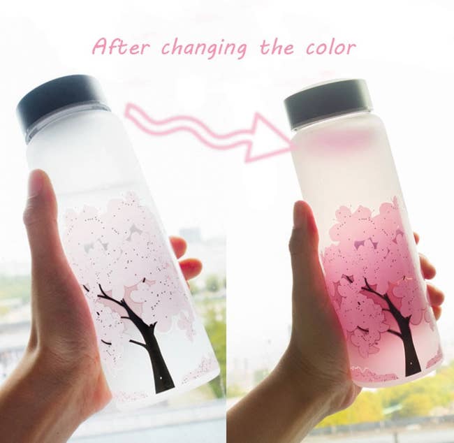 The glass cup turning pink with cold water inside it showcasing the pink cherry blossom tree