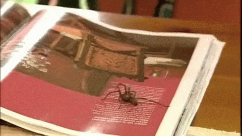 gif of spider being caught in product