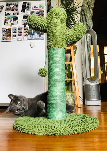 a reviewer's cat next to the cactus cat tree