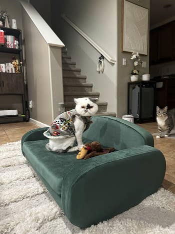 reviewer's cat on green velvet sofa
