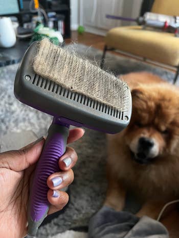 buzzfeeder holding brush with hair in front of chow chow puppy