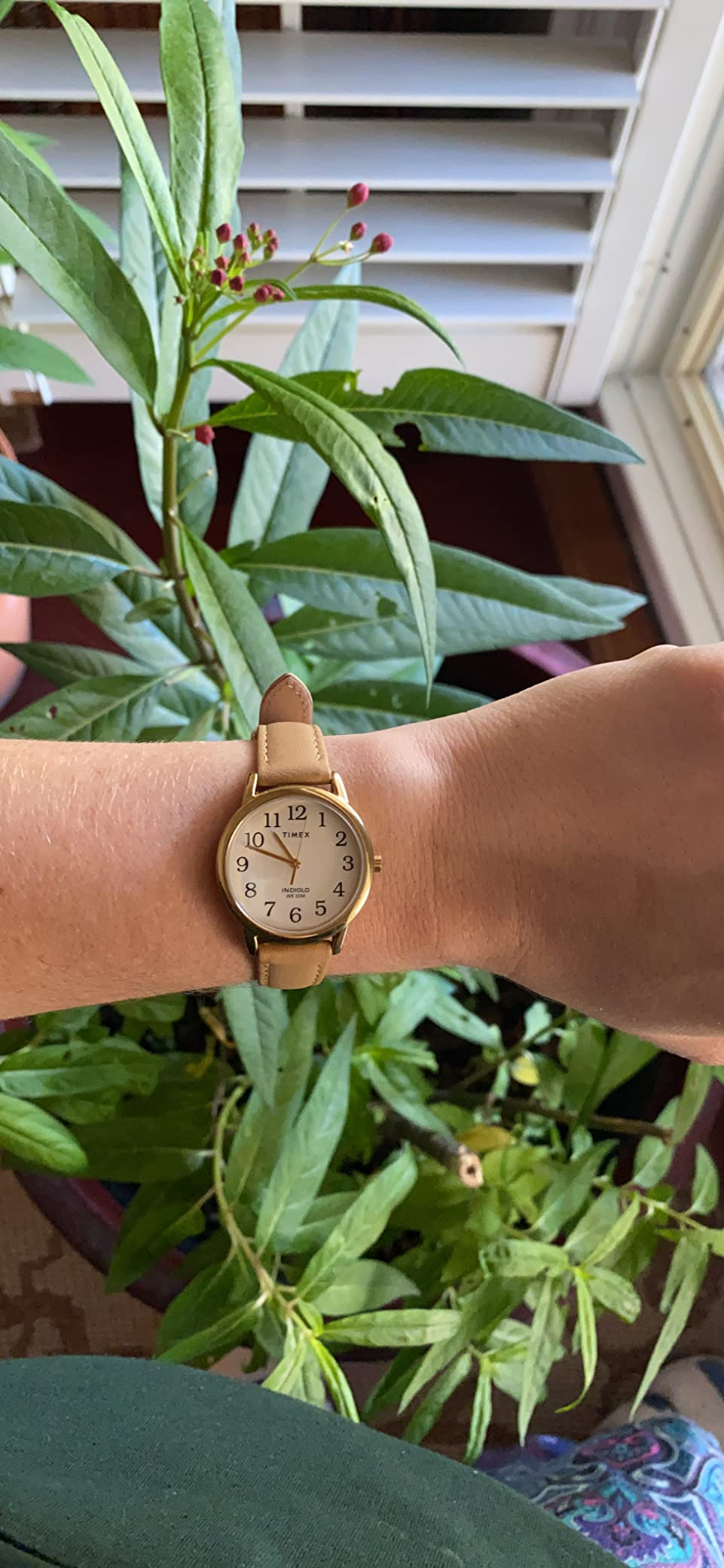 reviewer wearing the ticker  successful  beforehand   of an indoor plant