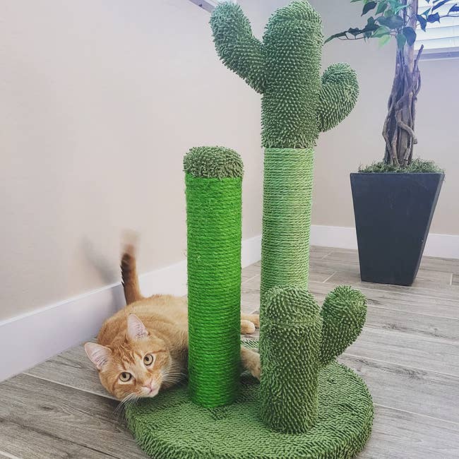 Orange cat next to a cactus-shaped scratching post