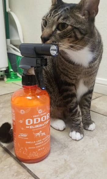 reviewer's cat next to bottle of the spray