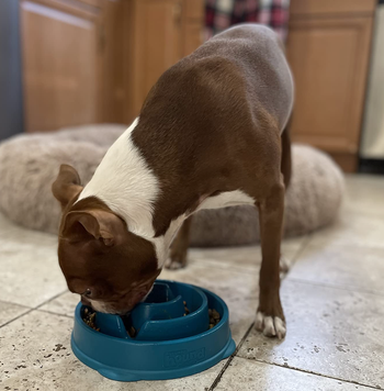 reviewer dog eating out of slow feeder bowl