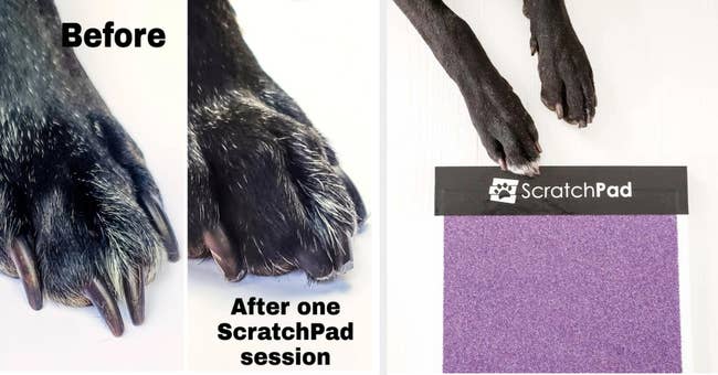 Two images of a dog's nails before and after using the pad along with the purple pad