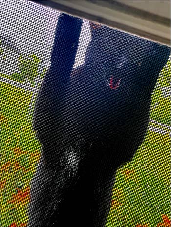 Cat climbing a surface  doorway  from the outside, looking into a house