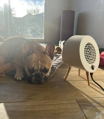 reviewer's dog sleeping in front of the space heater