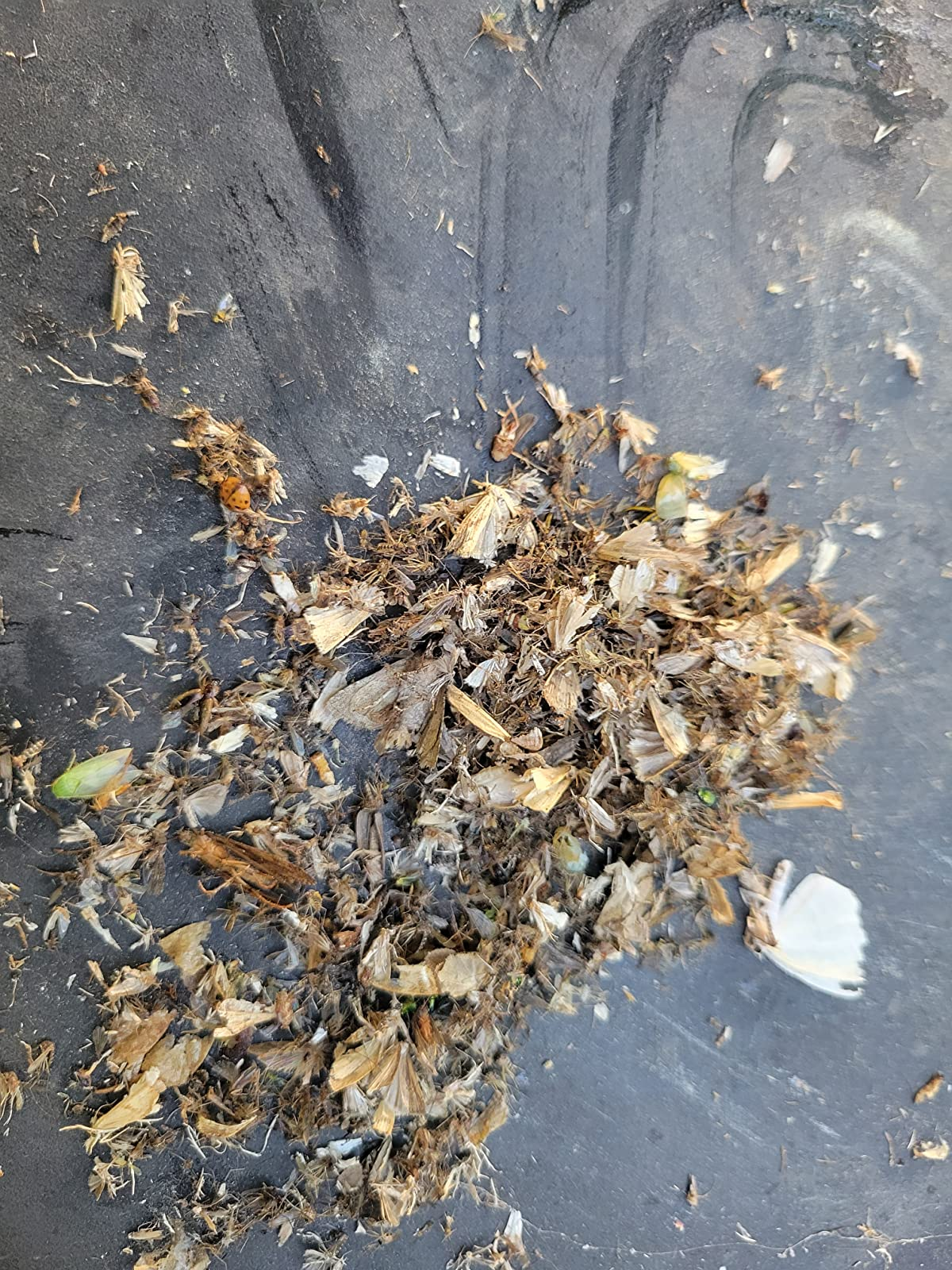 Post image 7