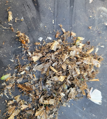 reviewer image of a pile of dead bugs