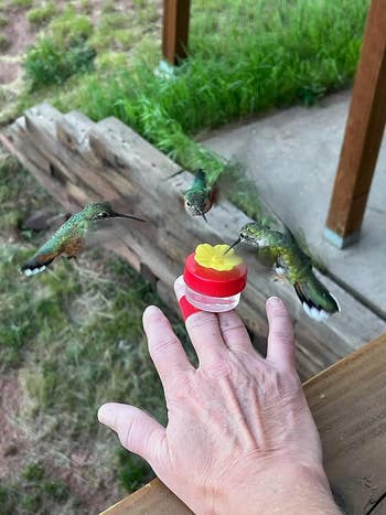 Hummingbirds provender  from a handheld feeder shaped similar  a flower