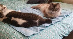 Reviewer's two cats laying on the mat