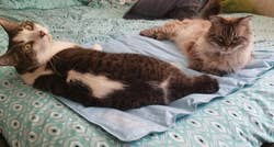 Reviewer's two cats laying on the mat