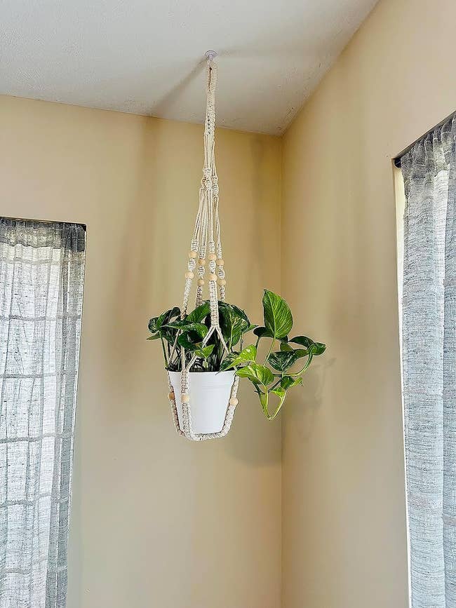 A reviewer's plant holder holding a potted plant from the ceiling 