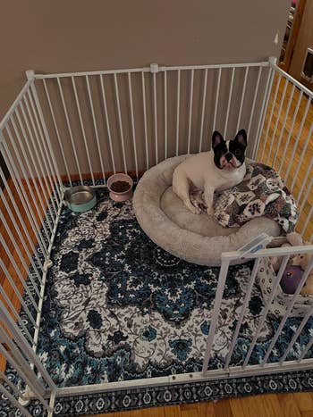 French Bulldog sits successful  a brushed  furniture  wrong  a playpen with nutrient  and h2o  bowls connected  a decorative rug