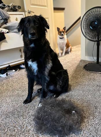 A reviewer's two dogs sitting with the ball of fur that the broom removed from the carpet in front of them