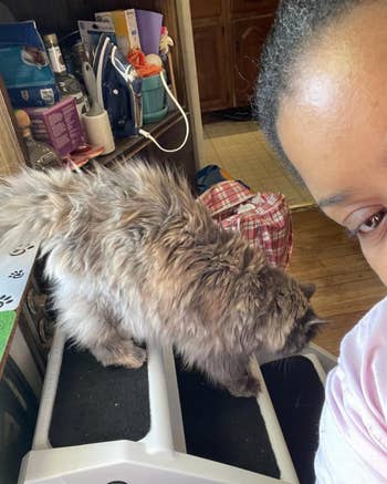 A idiosyncratic   takes a selfie with a fluffy feline  lasting  connected  a feline  tree. Kitchen items are disposable   successful  the background