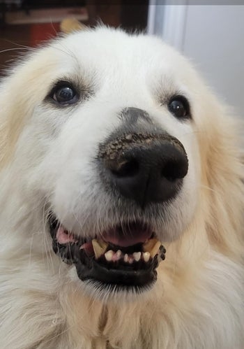 Reviewer's dog with dryness and cracking on her nose before using the balm