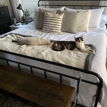 reviewer photo of metal platform bed in bedroom with cat on it