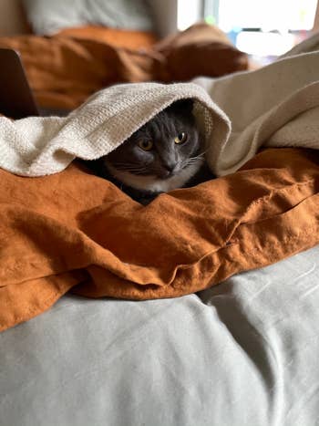 a buzzfeeder's cat under the white blanket