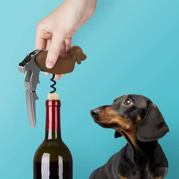 dog looking at model opening wine bottle