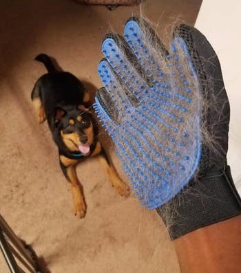 reviewer wearing a hair-covered rubber brushing glove with their dog in background
