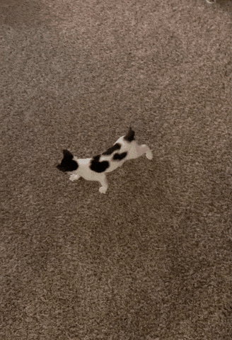 reviewer's kitten chasing the laser