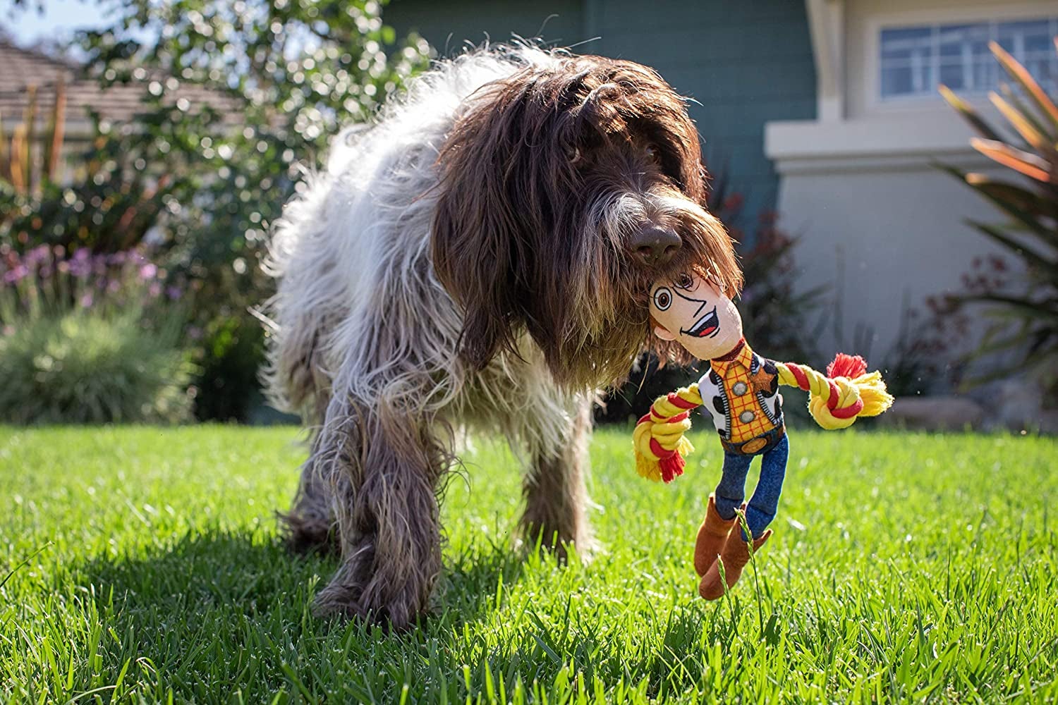 a big furry dog playing with the woody toy