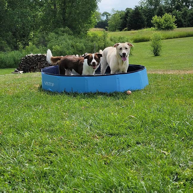 Two dogs in the pool