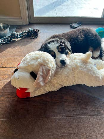 a reviewer's puppy laying with its head on the jump version of the stuffed animal