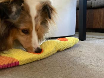 reviewer's dog sniffing the velcro pockets of the snail