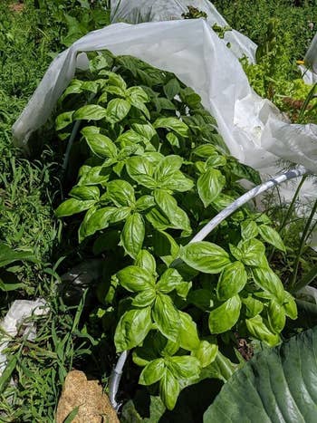 Basil plants increasing  successful  a plot  nether  a protective cloth  cover, surrounded by lush greenery