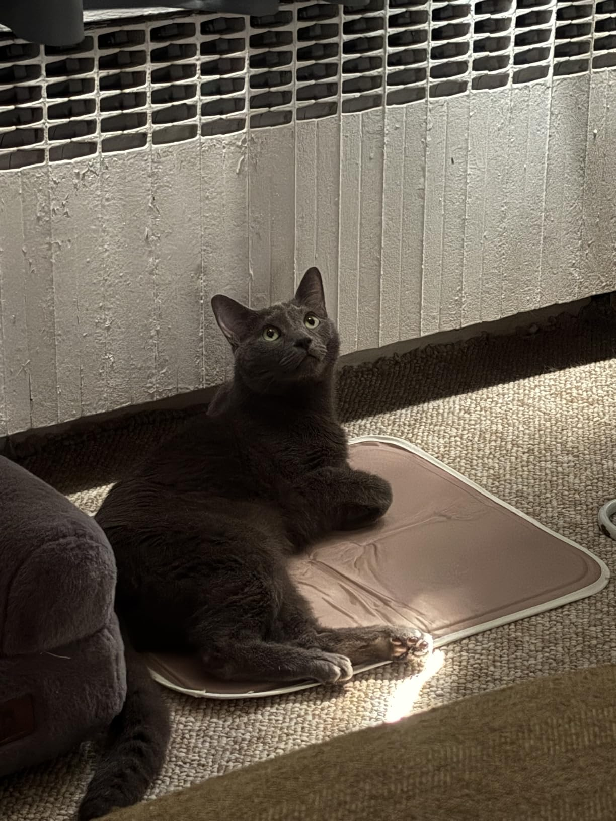Cat lounging connected  a mat, looking upward adjacent   a heater, successful  a cozy location  setting
