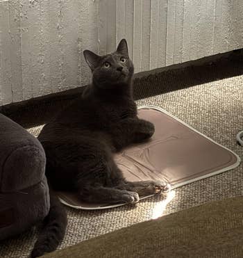 Cat lounging connected a mat, looking upward adjacent a heater, successful a cozy location setting