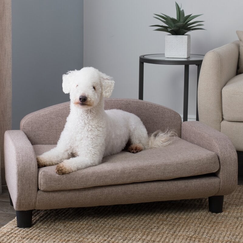 mid-sized dog laying across the sofa. it's designed to look like a mini version of human-grade furniture.
